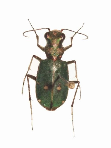 Chalcophora mariana Chalcophora mariana