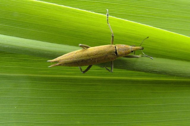  Lixus paraplecticus