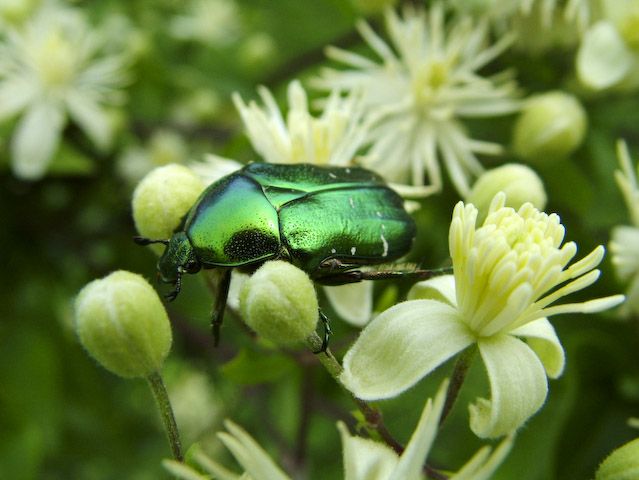  Cetonia aurata