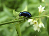  Eumolpus asclepiadeus