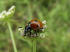  Cocinella septempunctata
