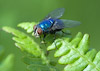  Lucilia sp.
