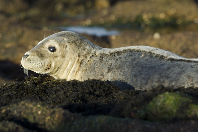  Phoca vitulina