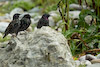  Sturnus vulgaris