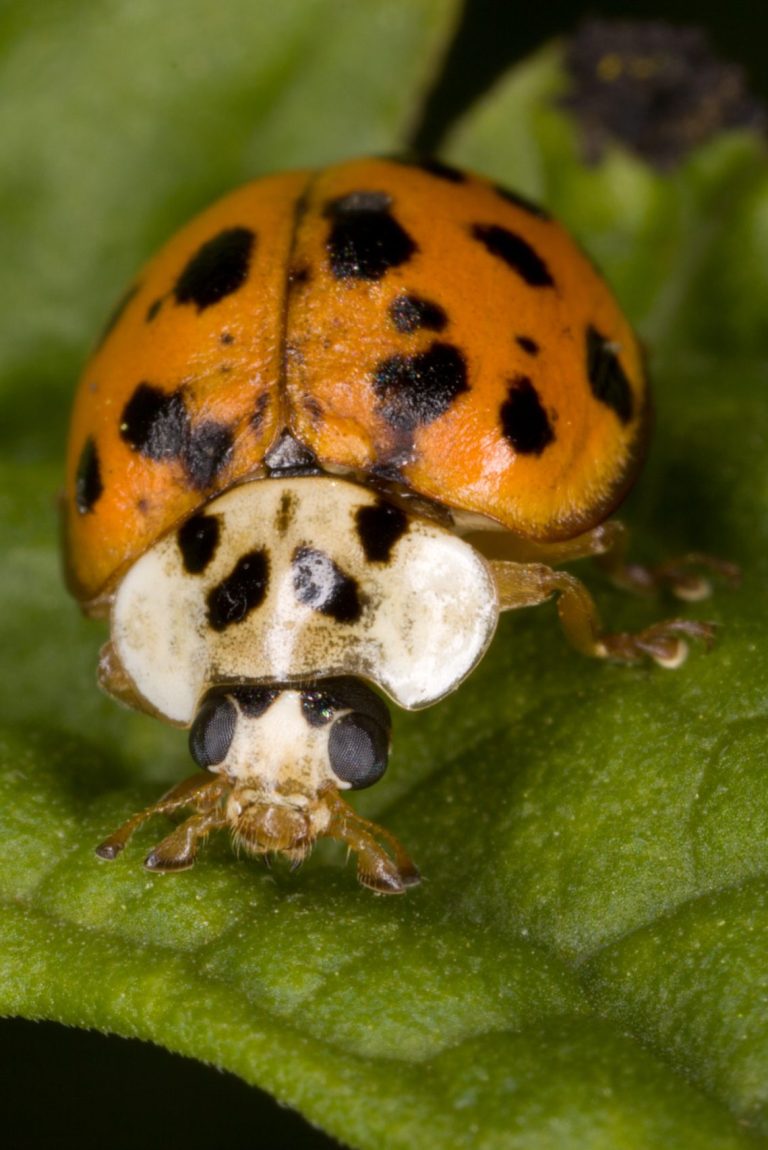 The Hungarian Harlequin Ladybird Project