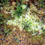 Mosses in Terceira