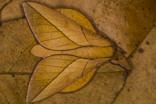 Oiticella convergens moth