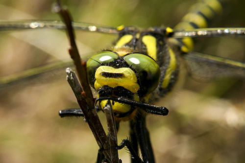 Gold-ringed dragonfly