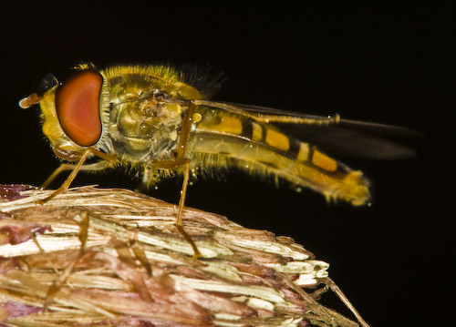 Hoverfly