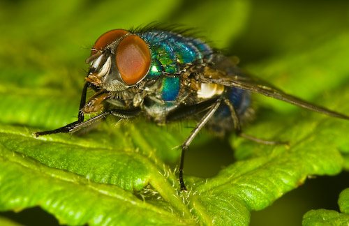 Greenbottle resting on leaf