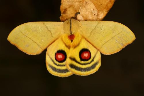 IMG-41c993cc1cc39e30a93d4c3b6443c4a8-V 1000