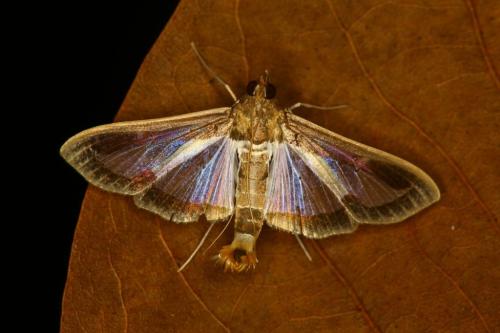 IMG-43e755ca0f00bb90c4b1e9691098e9e8-V 1000