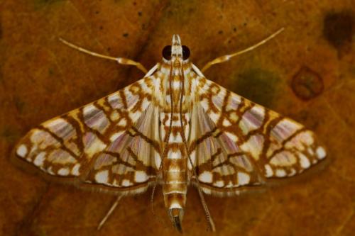 IMG-752291b39cf99fa7cce5fabfde61835d-V 1000