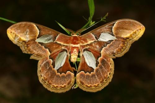 IMG-812a62c974bc03b6dbd34eeb153f9e4b-V 1000