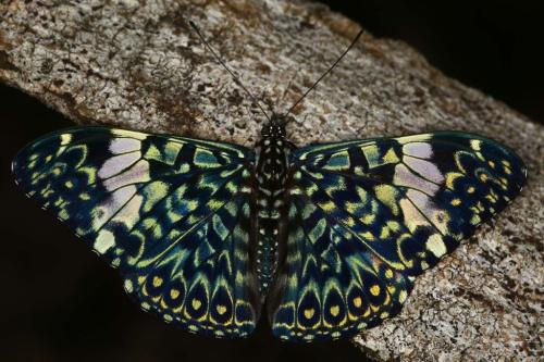 IMG-a4edfd41e95fbab2b95690c012f6eb10-V 1000