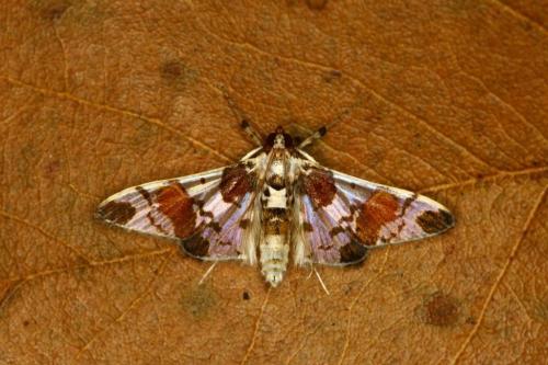 IMG-c3b18fbc6cec8ff9a7b7aa206428214e-V 1000