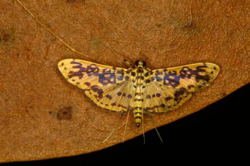 IMG-d107b343d2899e34cdc9ad2e3b1f02ea-V 1000