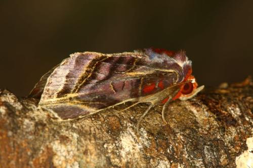 IMG-e9c84407ff83d48097f57c3c0c586876-V 1000